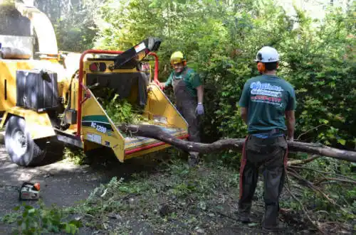 tree services Fort Myers Beach